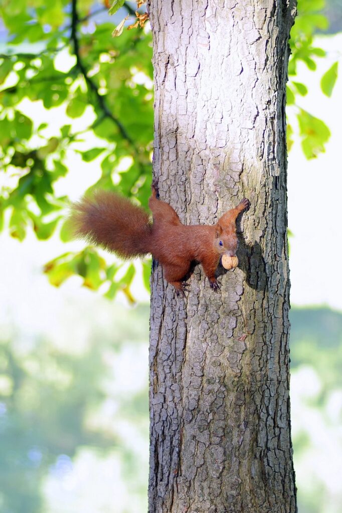 the squirrel, animal, rodent, park, grass, nut, kita, autumn, animals, nature, ruda, wild, closeup, tail, bathrooms, warsaw, walk, kita, warsaw, warsaw, warsaw, warsaw, warsaw